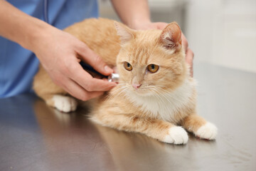 Professional veterinarian examining cute ginger cat in clinic, closeup