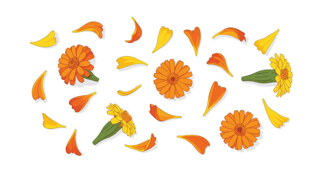 A cheerful arrangement of four orange marigold flowers with green stems and many scattered orange and yellow petals is displayed on a bright white surface.