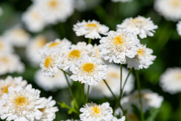 Obraz premium Close up of feverfew (tanacetum parthenium) flowers in bloom
