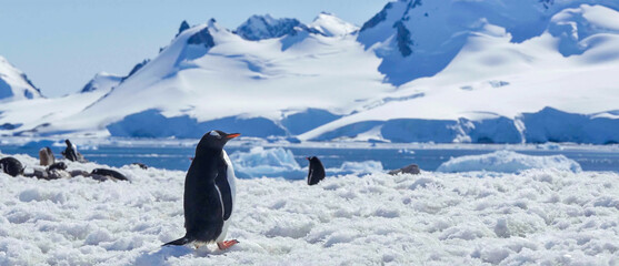 A Gentoo penguin standing on a snowy field with icebergs and blue mountains in the background under a clear sky © HABI ANGGARA PUTRA