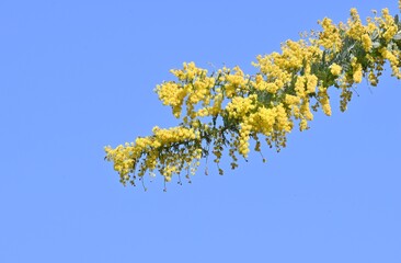 Cootamundra wattle (Acacia baileyana) flowers. Fabaceae evergreen tree. A nectar source plant with fragrant yellow flowers that bloom in racemes in spring.