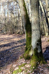 Fototapeta premium Spring forest. Outdoor landscape. Green grass and trees