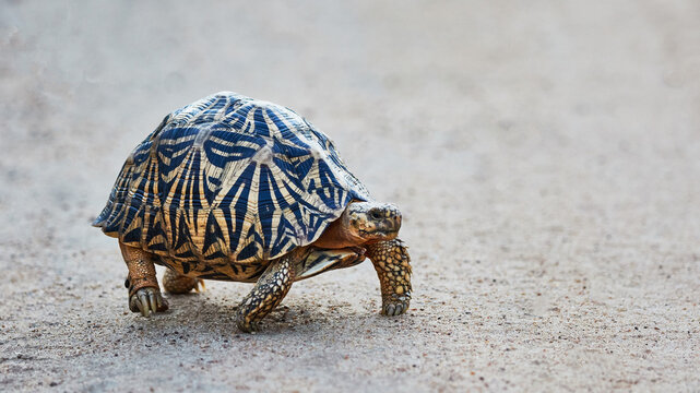 Star tortoise with intricate geometric shell pattern walking on sandy ground
