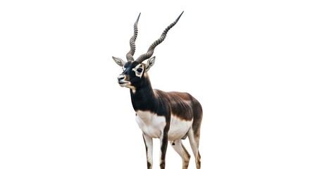 Blackbuck buck isolated, majestic spiraled horns, black face, brown body