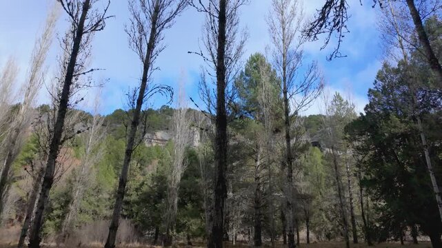 R&iacute;o lobos canyon scenic path through pine forest