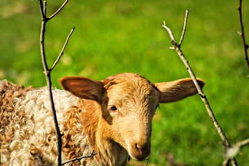 Portrait of cute little lamb grazing in green spring meadow © Julián  Mg
