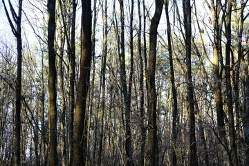 Fototapeta premium Spring forest. Outdoor landscape. Green grass and trees