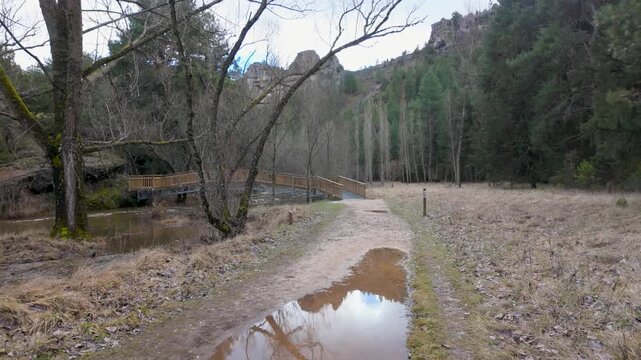 R&iacute;o lobos canyon scenic path through pine forest