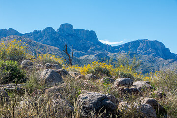 A hill with yellow wildflowers, boulder rocks, and saguaro cactus on a sunny day at Catalina State Park. Mountains are in the background. The sky is blue with clouds. Tucson, Arizona, USA. © CaptureNature