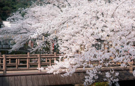 Beautiful pink cherry blossoms (Sakura) blooming over a stone canal in Kinosaki Onsen, hot springs town in Japan