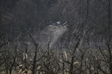 Agricultural drone spraying crop protection mist over pruned fruit trees in orchard for precision farming