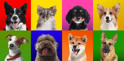 Obraz premium Cute dogs on colorful backgrounds. Collage of portraits