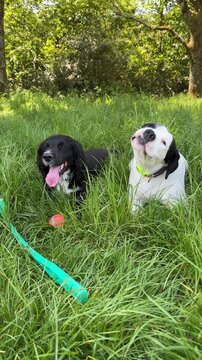 Two happy dogs resting and panting in tall green grass next to a ball and toy thrower after playing.