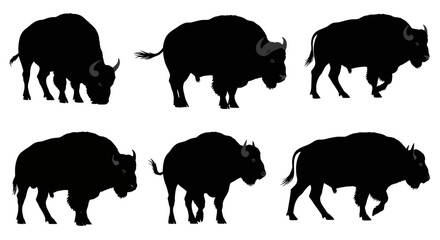 Bison Silhouettes Walking in Different Directions.