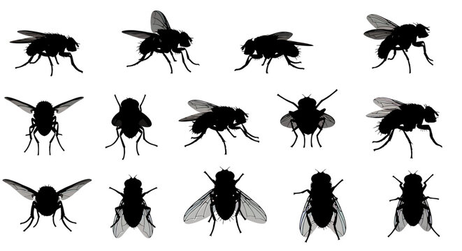 Collection of Flies in Various Positions.