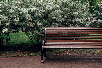 Empty Wooden Bench in Green City Park After Rain