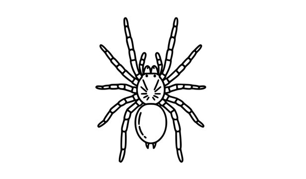 A minimalist black and white illustration of a spider