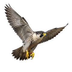 Fototapeta premium Majestic golden eagle soaring through the sky with outstretched wings isolated on transparent background