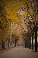 Fototapeta premium Autumn or Fall scenery at Parks in the Beijing, with warm tones