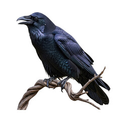 Obraz premium Majestic black crow perched gracefully on a slender branch isolated on transparent background