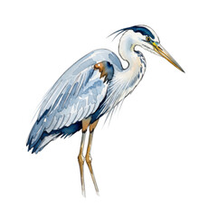 Fototapeta premium Graceful blue heron standing elegantly with outstretched wings and long neck isolated on transparent background