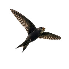 Graceful swift bird captured in mid-flight against clear sky backdrop isolated on transparent background
