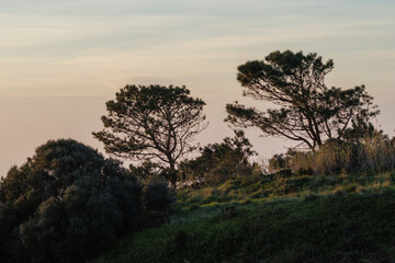 Obraz premium Pine trees on hill silhouette during sunset dusk