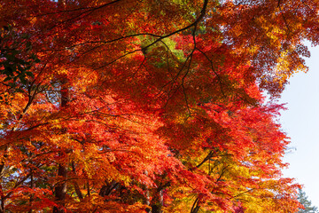 日本の風景・秋　岩手県平泉町　紅葉の世界遺産中尊寺