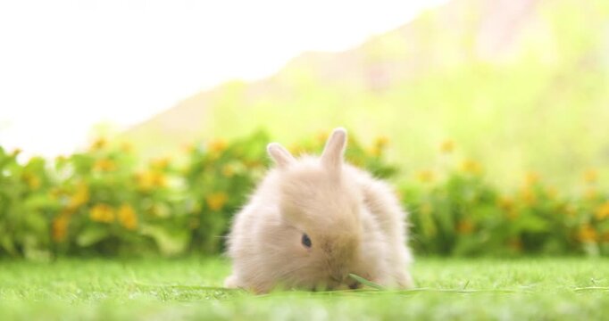 Healthy lovely baby bunny easter brown rabbit on nature background eating grass. fluffy rabbits sniffing, looking around, Lovely mammal with beautiful bright eyes in nature life. Symbol of easter day.