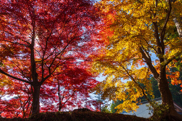 日本の風景・秋　岩手県平泉町　紅葉の世界遺産中尊寺