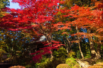 日本の風景・秋　岩手県平泉町　紅葉の世界遺産中尊寺
