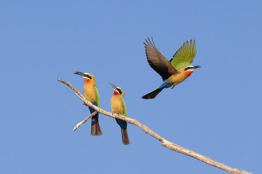 Two vibrant white-fronted bee-eaters sitting on a branch, and a third one flying away in chobe river botswana