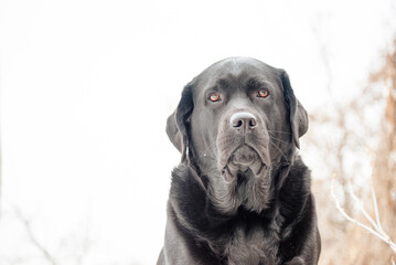 Dog breed Labrador Retriever black color. Pet, animal.