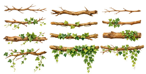 A charming watercolor collection of rustic wooden branches with climbing ivy vines for botanical border illustrations and woodland design. © liana