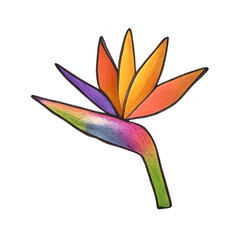 Naklejka premium PNG Colorful tropical flower illustration
