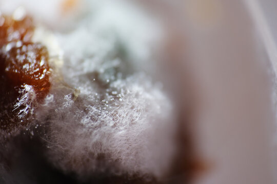 Macro shot of mycelium growth on top suface of beef dendeng