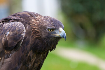 Intense close-up portrait of a Golden Eagle with a blurred green background.