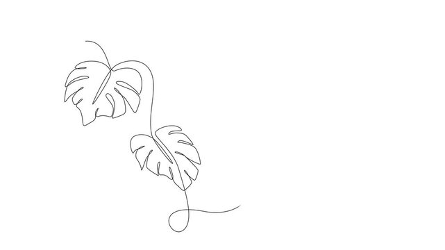 Continuous line drawing of tropical monstera leaves on white surface