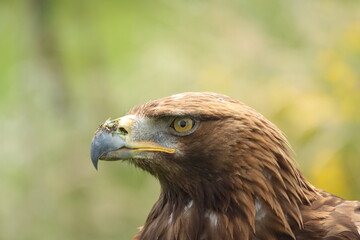 Profile portrait of a Golden Eagle with sharp focus on the eye and beak. © David