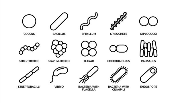Bacteria shapes: coccus, bacillus, spirillum, spirochete, more