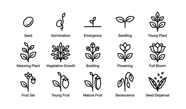 Stages of plant growth illustration: seed to seed dispersal diagram