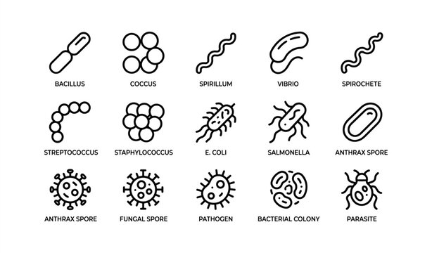 Illustrated bacteria and pathogens chart with labels and icons