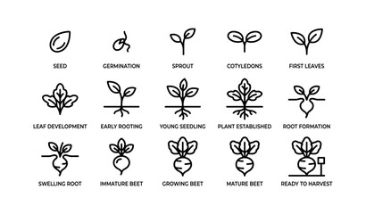 Seed to harvest: stages of beetroot growth and development illustrated