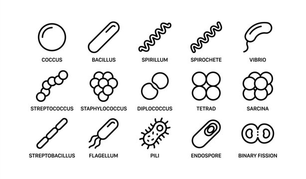 Types of bacteria: shapes and structures illustrated
