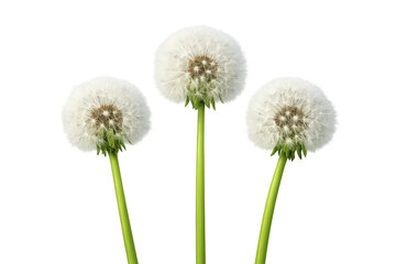 Three fluffy dandelions with green stems on transparent background, blowball seed heads ready for wind dispersal