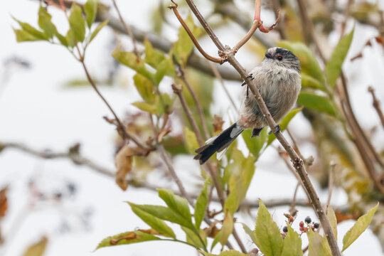 Long Tailed Tit Perched On A Branch - _S5A0900