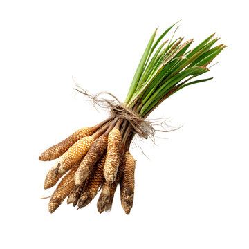 (Acorus calamus) on white background.