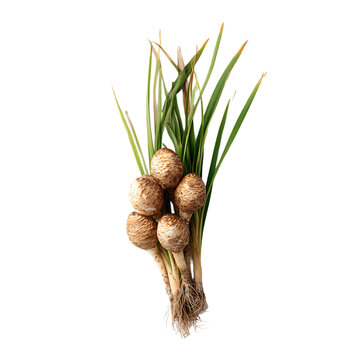 (Acorus calamus) on white background.
