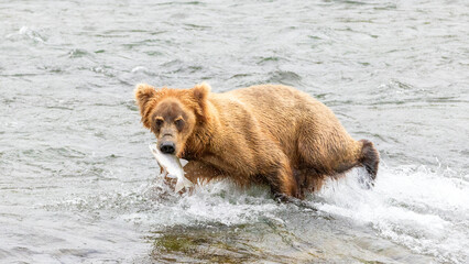 Alaskan kodiak bear [ursus arctos] with caught salmon in mouth at Brooks Falls in Katmai National Park Alaska United States