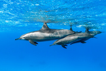 Fototapeta premium Pod of spinner dolphins swimming in clear blue water in the Red Sea, Egypt.